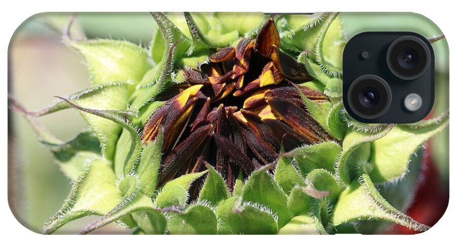 Sunflower iPhone Case featuring the photograph Unfolding Orange Sunflower Square by Carol Groenen