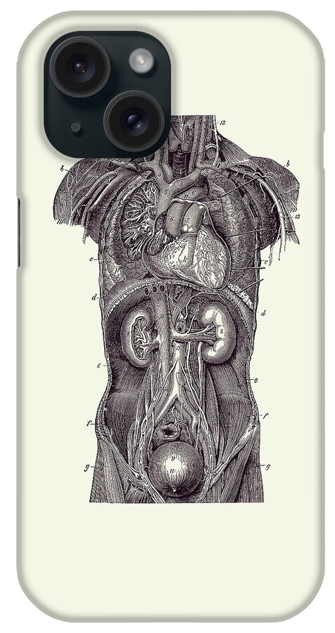 Heart iPhone Case featuring the drawing Upper Body Anatomy Diagram Two - Vintage Anatomy 2 by Vintage Anatomy Prints