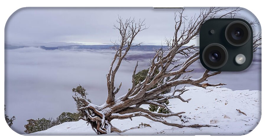 2020 iPhone Case featuring the photograph Uprooted tree on the edge of Foggy Canyon by Dawn Richards