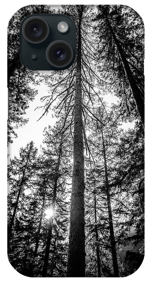 Trees iPhone Case featuring the photograph Upwards - In the Oregon Forest by Ada Weyland