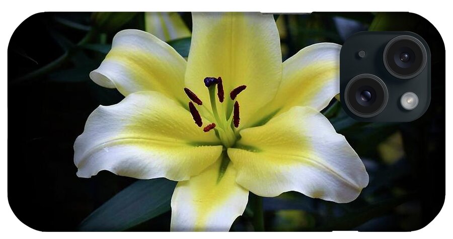 Art iPhone Case featuring the photograph Van Zyverden Lily by Jeannie Rhode