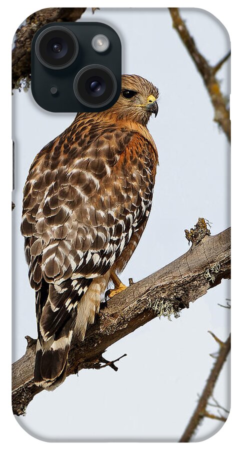 Kj Swan Birds iPhone Case featuring the photograph Vibrant - Red-shouldered Hawk by KJ Swan