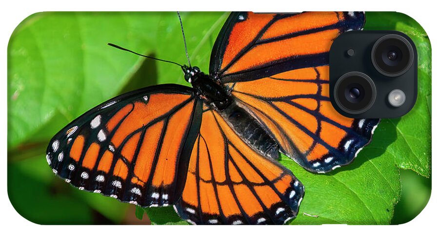 Butterfly iPhone Case featuring the photograph Viceroy Butterfly DIN0368 by Gerry Gantt
