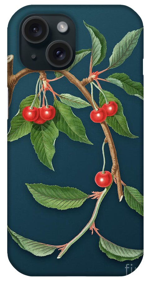 Vintage iPhone Case featuring the painting Vintage Cherry Botanical Art on Teal Blue n.0157 by Holy Rock Design