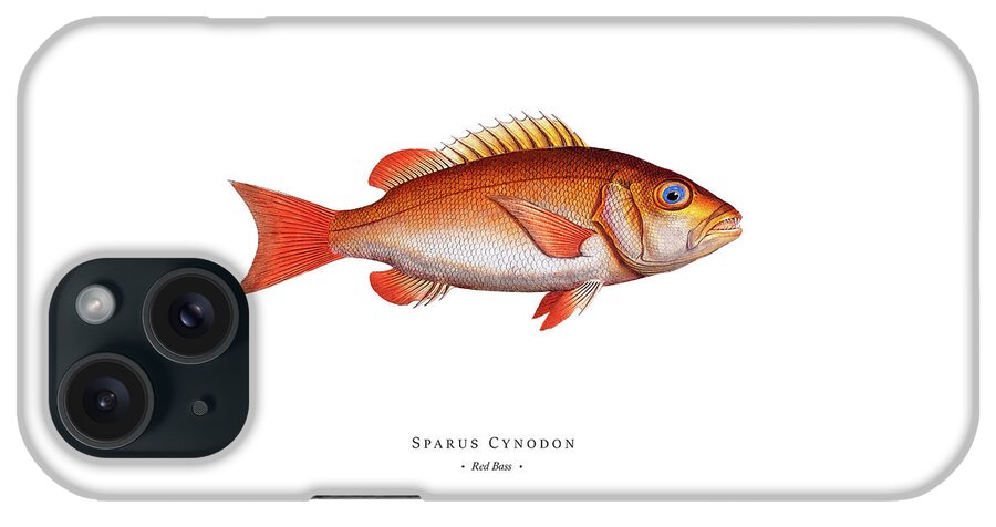 Illustration iPhone Case featuring the digital art Vintage Fish Illustration - Red Bass by Studio Grafiikka