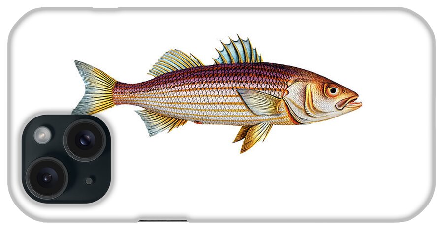 Illustration iPhone Case featuring the digital art Vintage Fish Illustration - Striped Bass by Studio Grafiikka