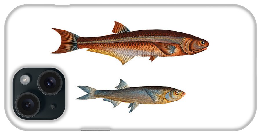 Illustration iPhone Case featuring the digital art Vintage Fish Illustration - Wingfin Anchovy, Reddiah Razorbelly Minnow by Studio Grafiikka