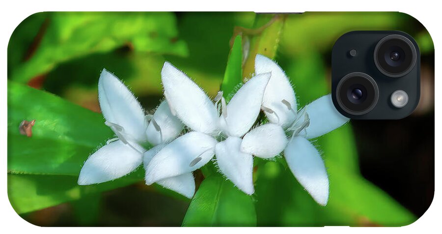 Virginia Buttonweed iPhone Case featuring the photograph Virginia Buttonweed or Buttonweed DFL1289 by Gerry Gantt