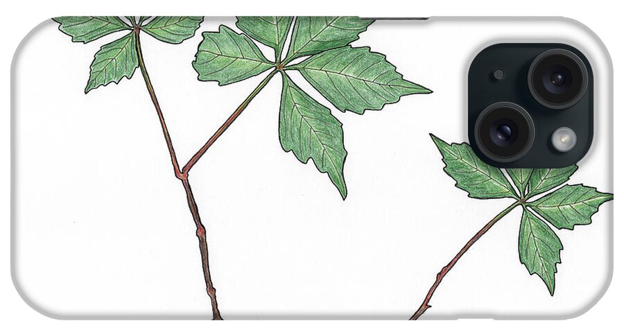 Botanical iPhone Case featuring the drawing Virginia Creeper by Teresamarie Yawn