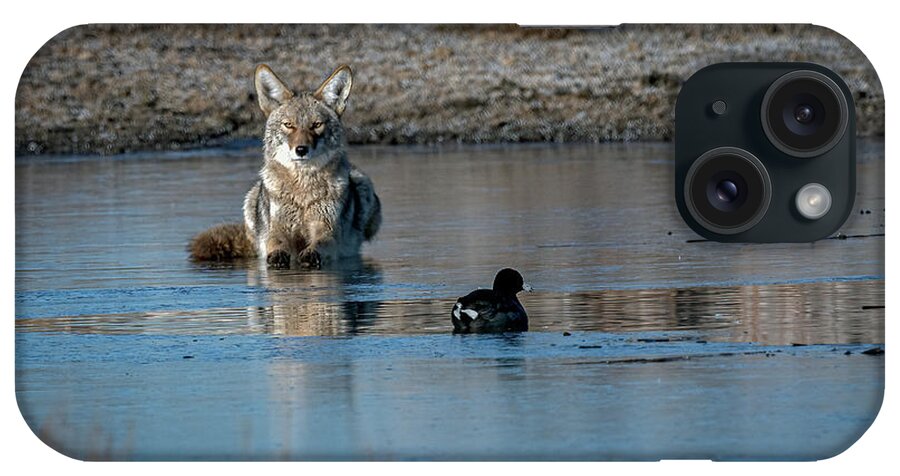 Coyote iPhone Case featuring the photograph Waiting for Breakfast by Rick Mosher