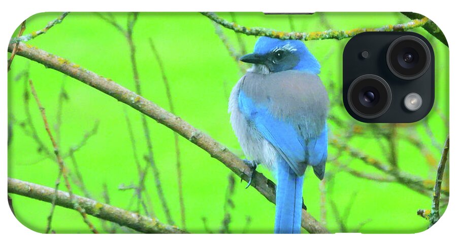  California Scrub-jay iPhone Case featuring the photograph Waiting for Peanuts by Scott Cameron