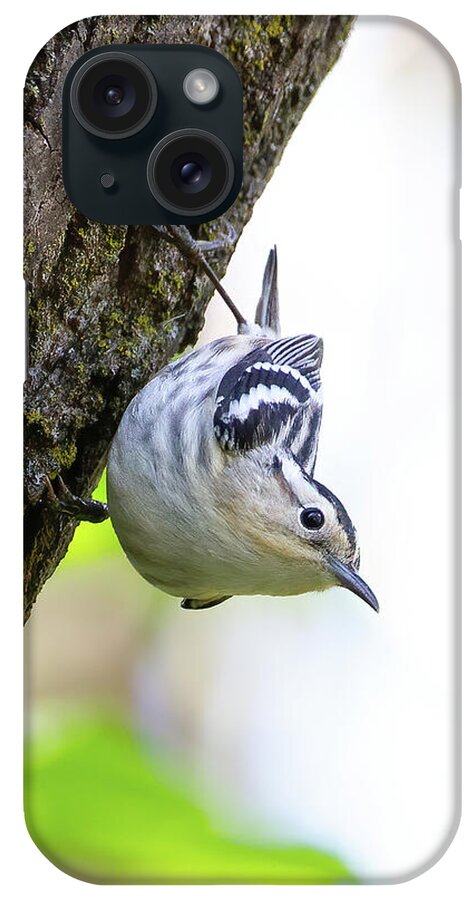Warbler iPhone Case featuring the photograph Warbler Posing by Chris Scroggins