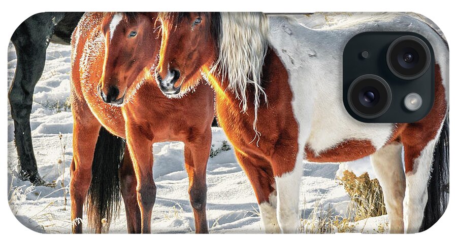 Wild Horses iPhone Case featuring the photograph Warming in the sun by Doug Sims