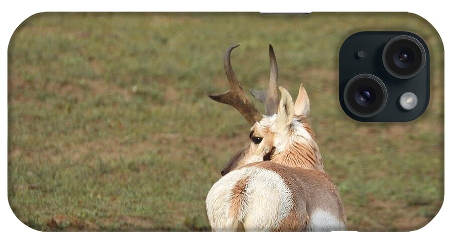 Antelope iPhone Case featuring the photograph Watchful Antelope by Amanda R Wright