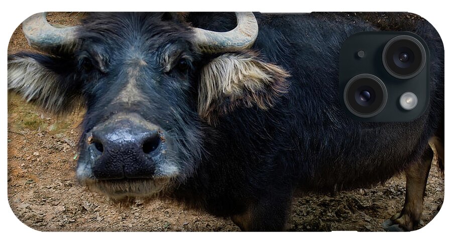 Water Buffalo iPhone Case featuring the photograph Water Buffalo On Dry Land by Flees Photos