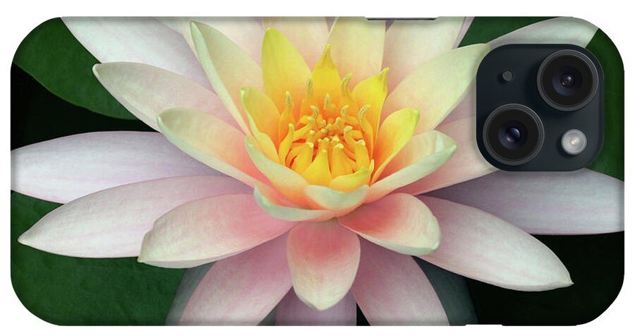 Water Lily; Water Lilies; Lily; Lilies; Flowers; Flower; Floral; Flora; White; White Water Lily; White Flowers; Green; Pink; Digital Art; Photography; Painting; Simple; Decorative; Décor; Macro; Close-up iPhone Case featuring the photograph Water Lily #2 by Tina Uihlein