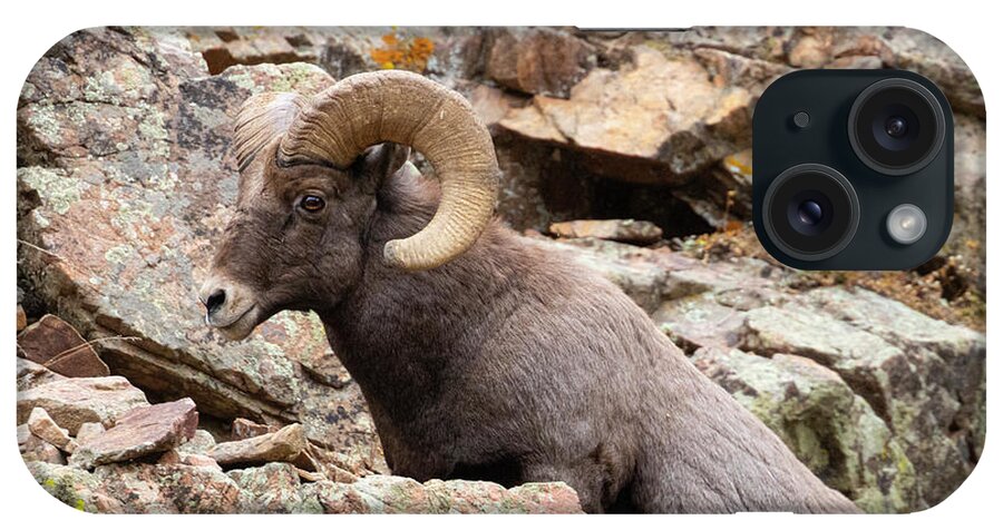 Bighorn Sheep iPhone Case featuring the photograph Waterton Bighorn on the Rocks by Steven Krull