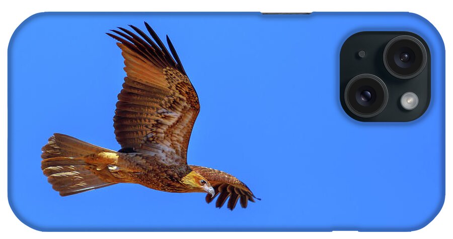 Eagle iPhone Case featuring the photograph Wedge tailed Eagle flight by Benny Marty