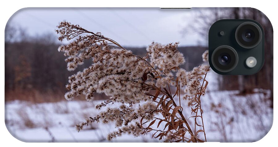 No People iPhone Case featuring the photograph Weed in the Cold winter by Nathan Wasylewski