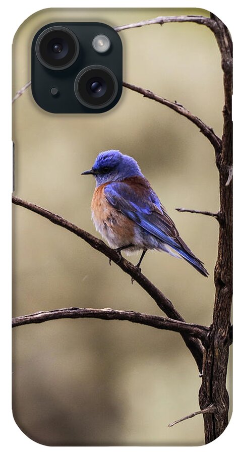 Blue Bird iPhone Case featuring the photograph Western Blue Bird by Tahmina Watson