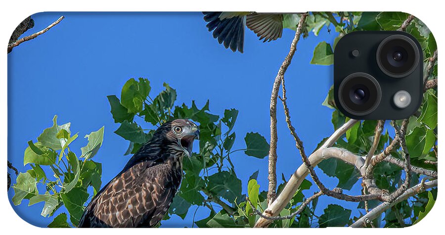 Red Tailed Hawk iPhone Case featuring the photograph Western Kingbird vs Red Tailed Hawk 2 by Rick Mosher