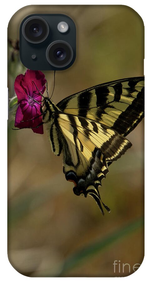 Western Tiger Swallowtail iPhone Case featuring the photograph Western Tiger Swallowtail Butterfly Clings to Wildflower #2 by Nancy Gleason