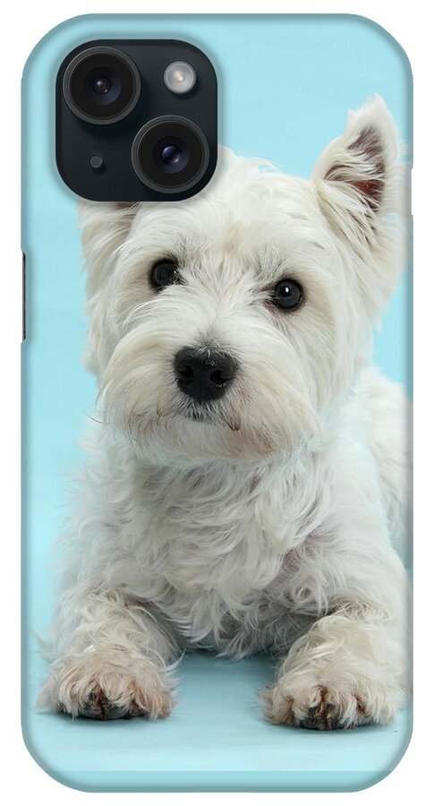 West Highland White Terrier iPhone Case featuring the photograph Westie on Blue by Warren Photographic