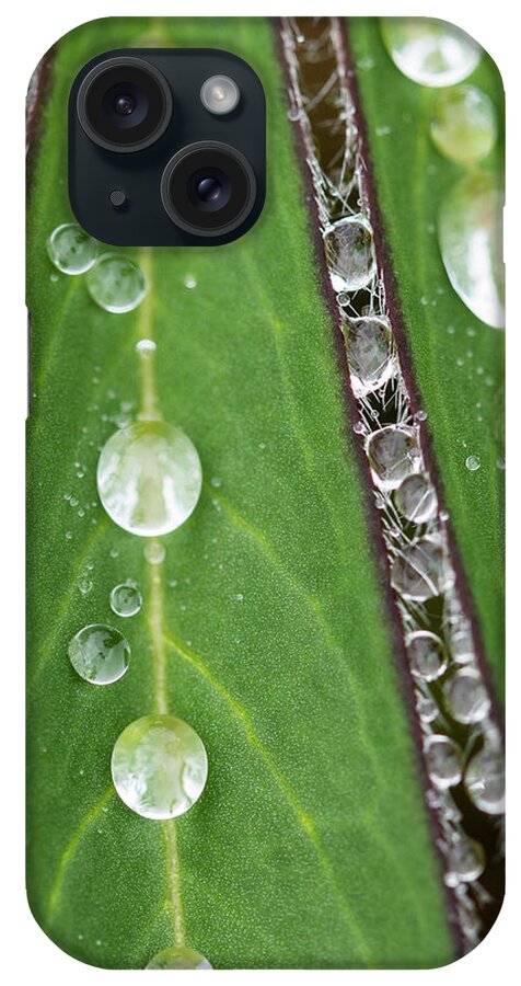 April iPhone Case featuring the photograph Wet Lupine Leaflets by Robert Potts