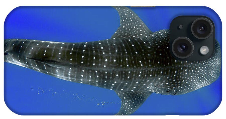 Whale Shark iPhone 15 Case featuring the photograph Whale shark by Artesub