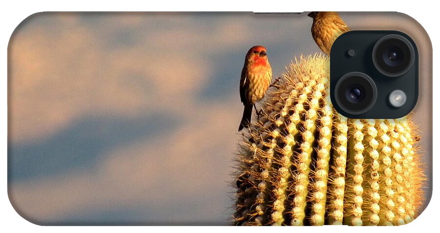 Finch iPhone Case featuring the photograph What Did You Say? by Adrienne Wilson
