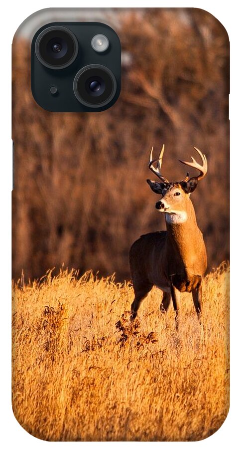 Colorado iPhone Case featuring the photograph What the buck by Edgar Estrada