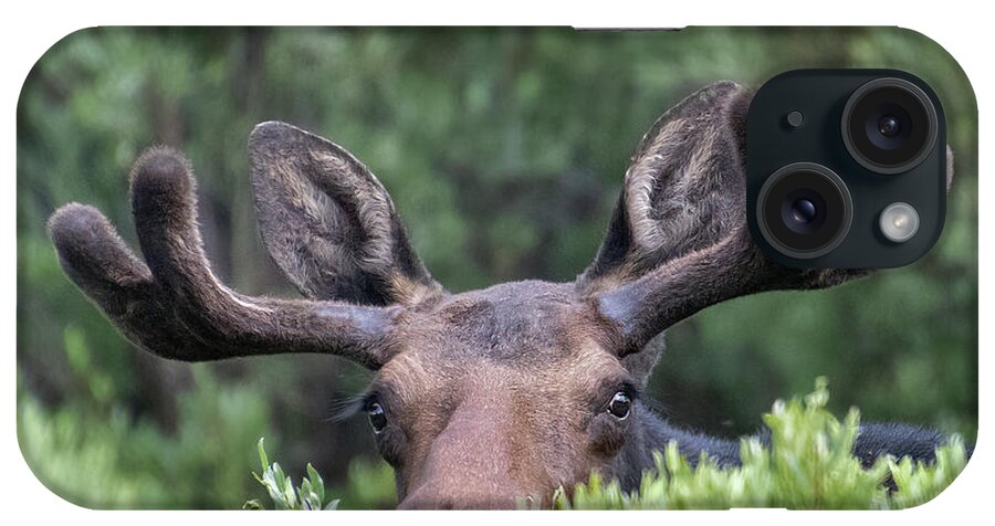 Bull Moose In Willows iPhone Case featuring the photograph Whatchu Lookin At? by Laura Terriere