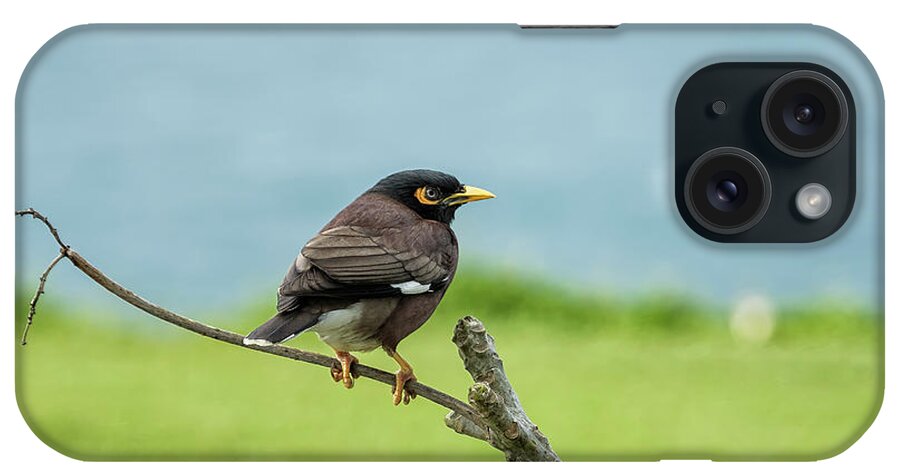 Common Myna iPhone Case featuring the photograph What's Common About a Common Myna by Belinda Greb