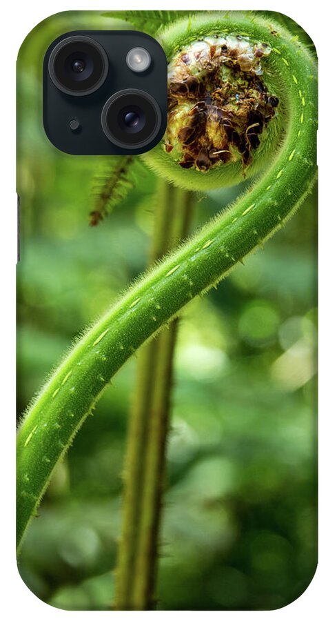 Spring iPhone Case featuring the photograph What's New Fiddlehead by Leslie Struxness