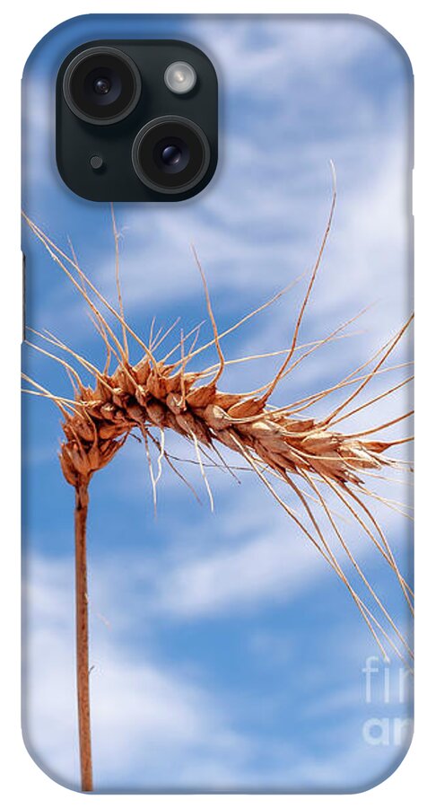 Wheat iPhone Case featuring the photograph Wheat by Daniel M Walsh