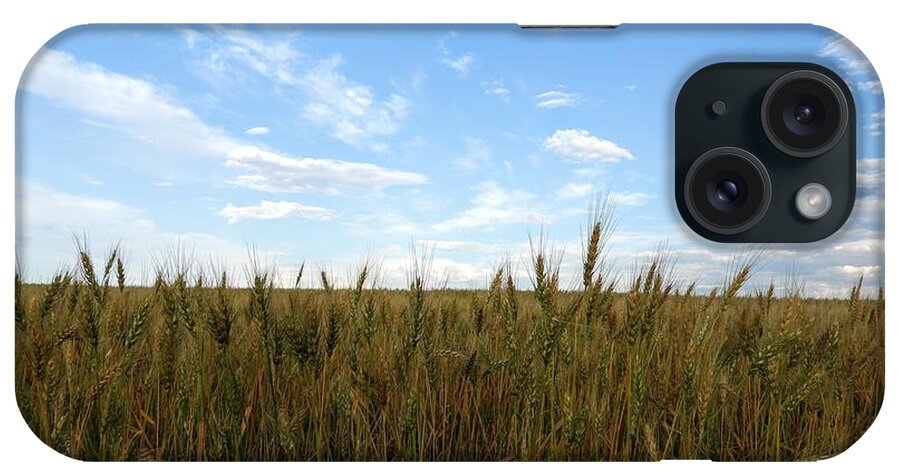 Wheat Field iPhone Case featuring the photograph Wheat Field by Amanda R Wright