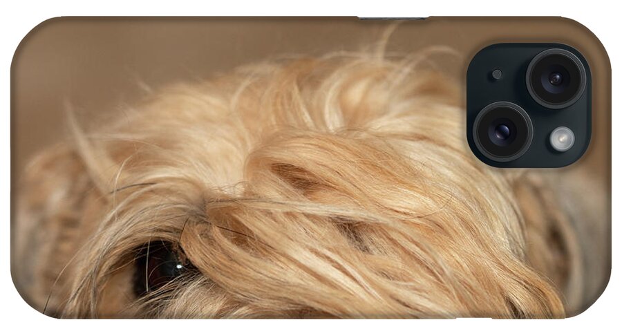 Wheaten iPhone Case featuring the photograph Wheaten Face Mask 1 by Rebecca Cozart