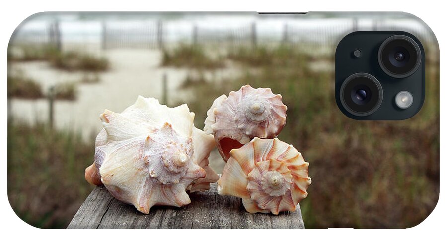 Treasures iPhone Case featuring the photograph Whelk Shells 6954 by Jack Schultz