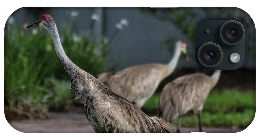 Bird iPhone Case featuring the photograph When Cranes Visit by Portia Olaughlin