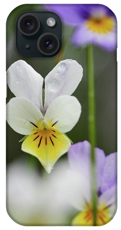 Finland iPhone Case featuring the photograph White and yellow Wild pansy by Jouko Lehto