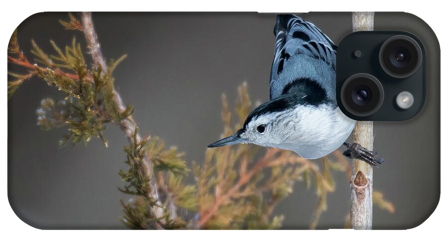 Back Yard Birds iPhone Case featuring the photograph White Breasted Nuthatch by Linda Shannon Morgan