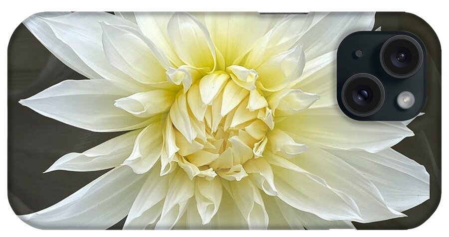 Dahlia iPhone Case featuring the photograph White Cactus Dahlia by Jerry Abbott
