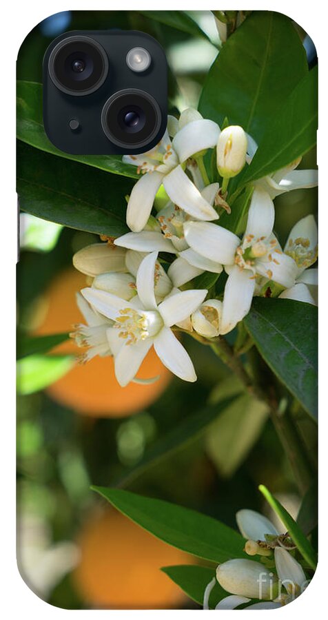 Orange Blossom iPhone Case featuring the photograph White orange blossoms and leaves in spring by Adriana Mueller