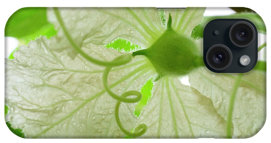 Gourd Flower iPhone Case featuring the photograph White Gourd Flower From Below by Iris Richardson