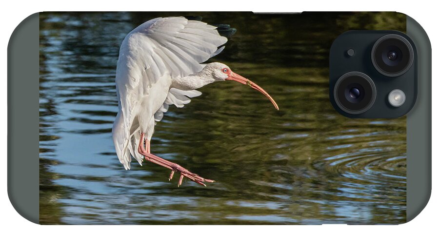 Eudocimus Albus iPhone Case featuring the photograph White Ibis Final Approach by Dawn Currie