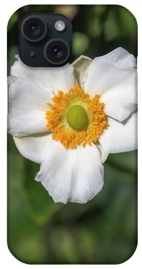 Flower iPhone Case featuring the photograph White Japanese Anemone by Dawn Cavalieri