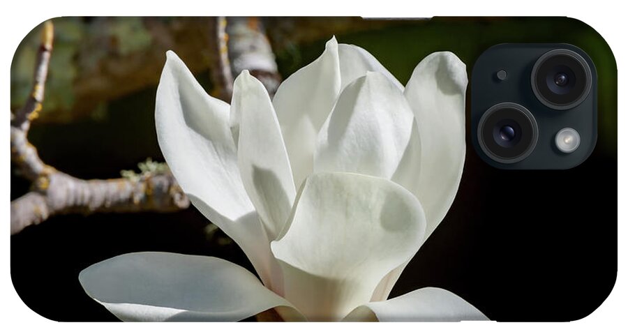 Magnolia Blossoms iPhone Case featuring the photograph White Magnolia Blossom, 1 by Glenn Franco Simmons