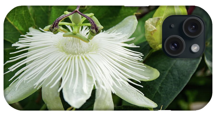 White iPhone Case featuring the photograph White Passion Flower by Jeff Townsend