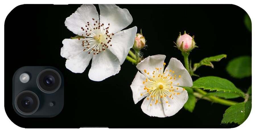 Multiflora Rose iPhone Case featuring the photograph White Petals by Linda Bonaccorsi