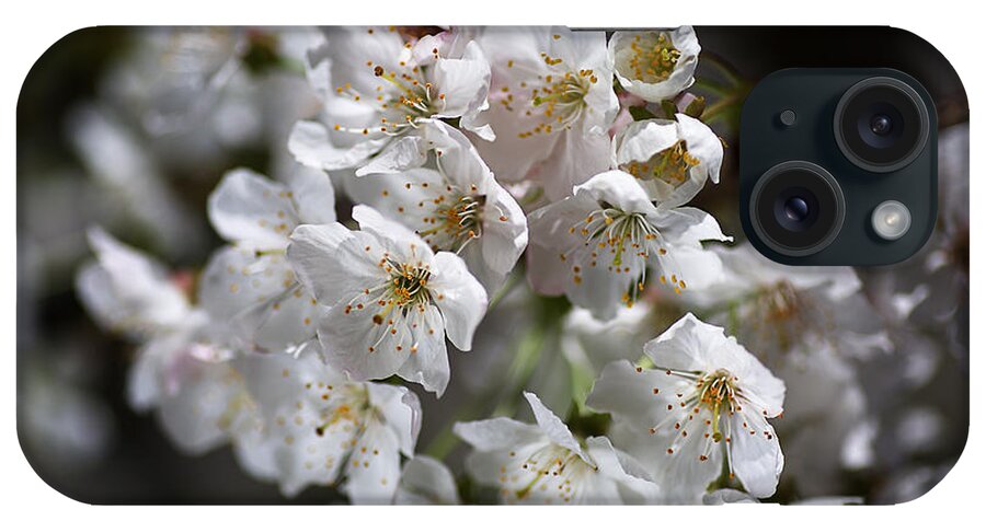  Bloom iPhone Case featuring the photograph White Spring Blossom by Joy Watson